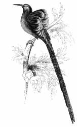 promerops bird illustration