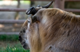 prominent horns that emerge top of head