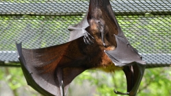 pteropus hypomelanus island flying fox bat photo