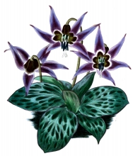purple flower with large green leaves illustration