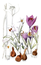 purple flowers with bulbs illustration