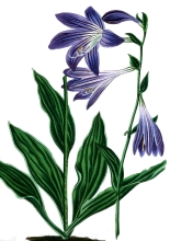 purple flowers with leaves illustration