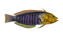 purple green yellow fish illustration clipart