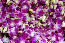 purple orchids market in thailand 012