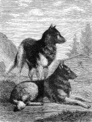 pyrenean dog illustration