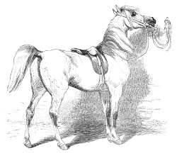 pyreneean horse illustration