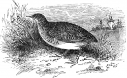 quail engraved bird illustration