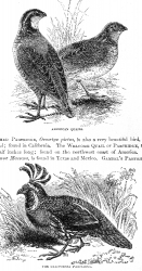 quail engraved bird illustration-23