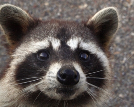 Raccoon face closeup