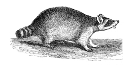 racoon illustration