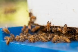 raising bees