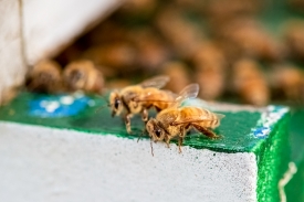 Raising Honey Bee colonies or hives