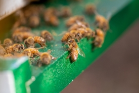 raising productive hive of honeybees