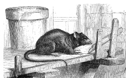 rat illustration