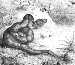 rattle snake Illustration