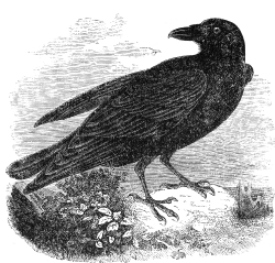 raven engraved bird illustration