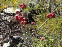 red berries on cactus