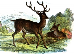 Red Deer With Antler Color Illustration