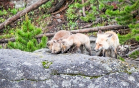 red fox and kits near gibbon falls_32060790694_o