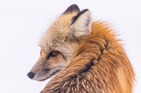 red fox face side view yellowstone