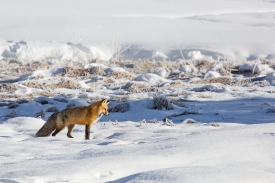 red fox hunts near terrace spring