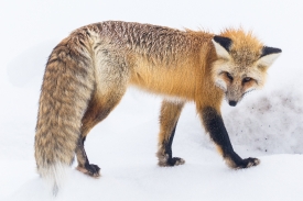 red fox in snow side view