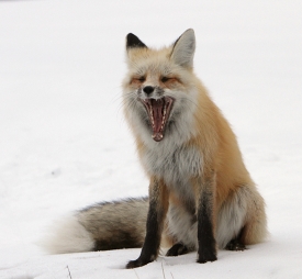 red fox opens mouth shows teeth