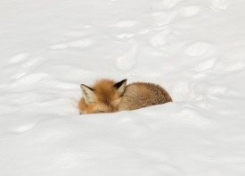 red fox resting in snow