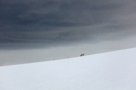 red fox runs the ridgeline snow filled plateau trail