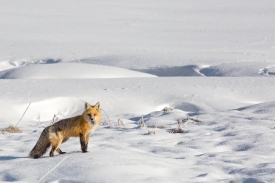 red fox snow filled background