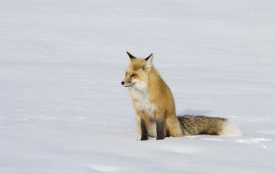 red fox with long tail sits in snow