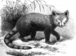 red panda animal historical illustration