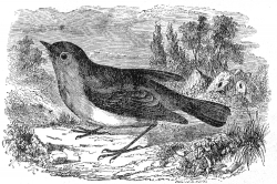 red robin engraved bird illustration
