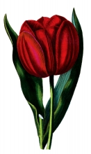 red tulip flower illustration