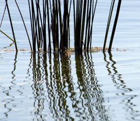 reflection of reeds in water 702a