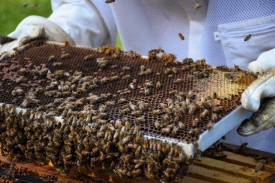 remove a frame out of a beehive