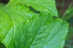 reticulate serrate squash leaf