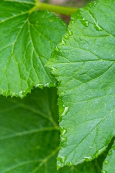 reticulate serrate squash leaf