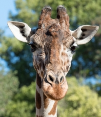 reticulated giraffe front view photo