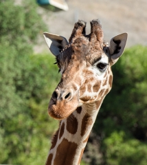 reticulated giraffe shows long neck