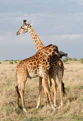 reticulated giraffes twisting necks in grasslands kenya picture 