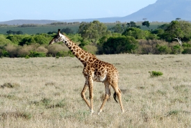 reticulated giraffes walking in grasslands kenya picture 38