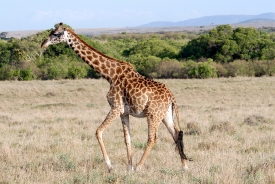 reticulated giraffes wildlife in grasslands kenya africa