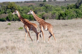 reticulated giraffes wildlife in grasslands kenya picture 33