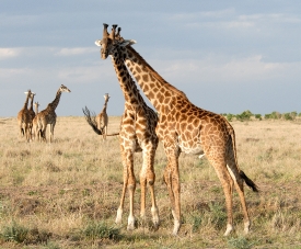 reticulated giraffes wildlife in grasslands kenya picture 45