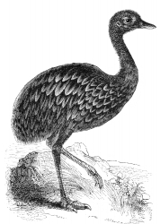 rhea bird illustration