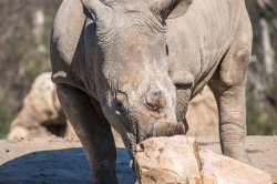 rhinoceros near a large rock photo