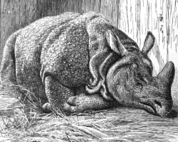 rhinoceros sleeping animal historical illustration