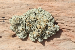 Rhizoplaca chrysoleuca arizona