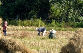 rice paddy thailand 15a